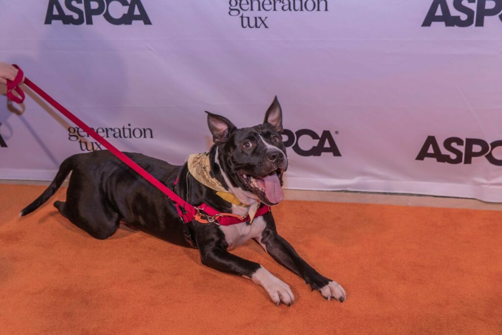 ASPCA: A Night for the Animals featured image