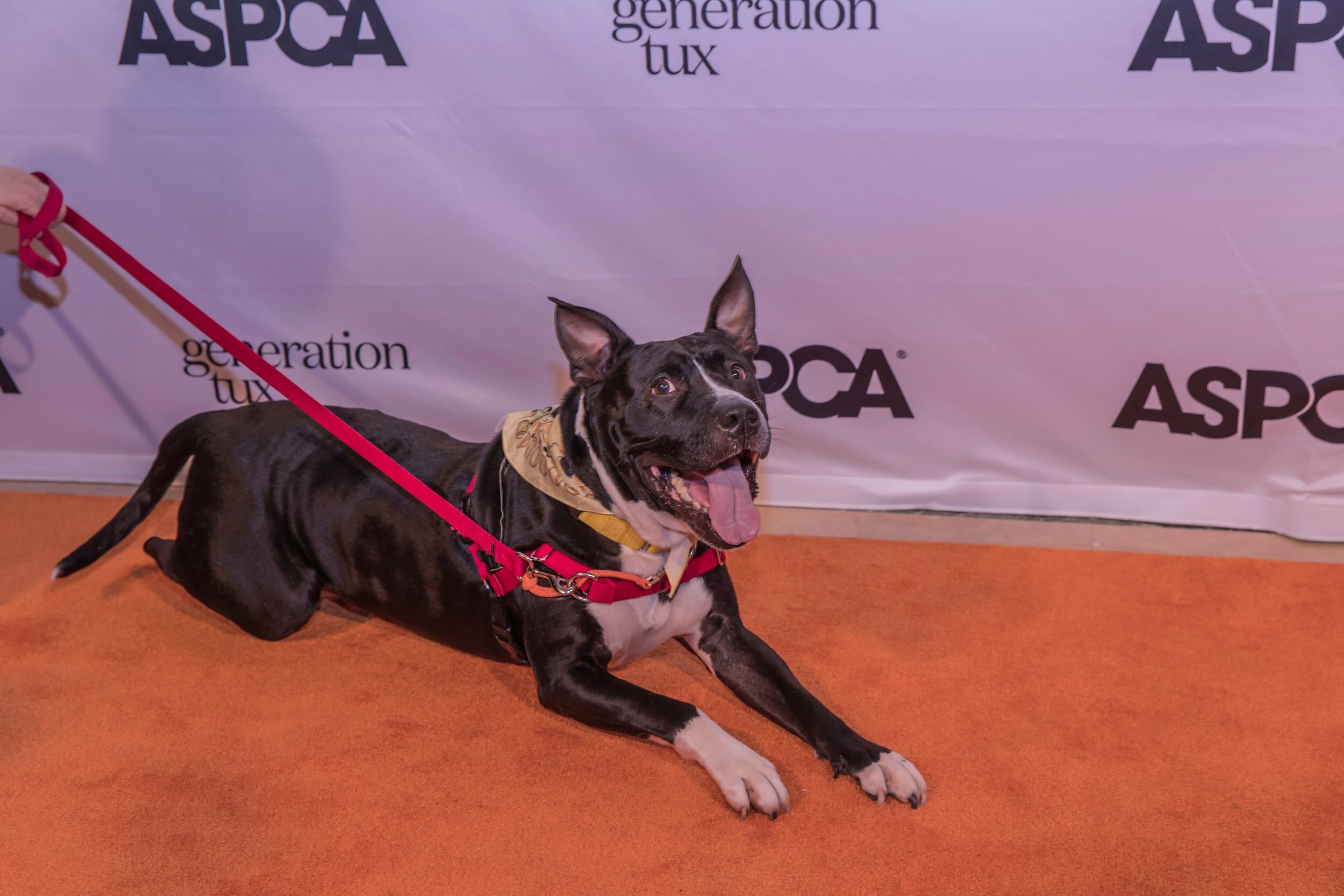 ASPCA: A Night for the Animals