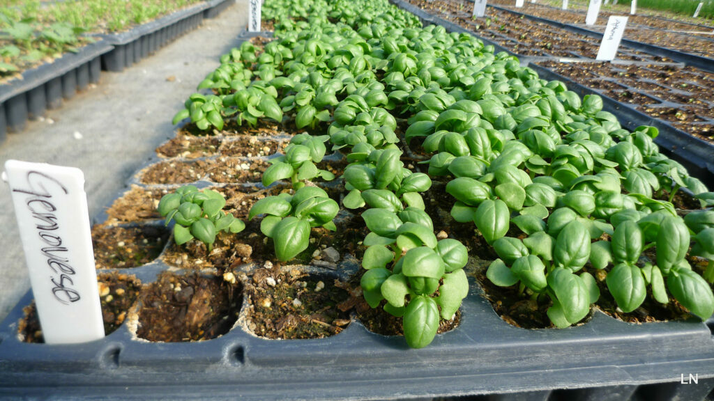 Tips from the Farm: Growing Your Own Gardens featured image