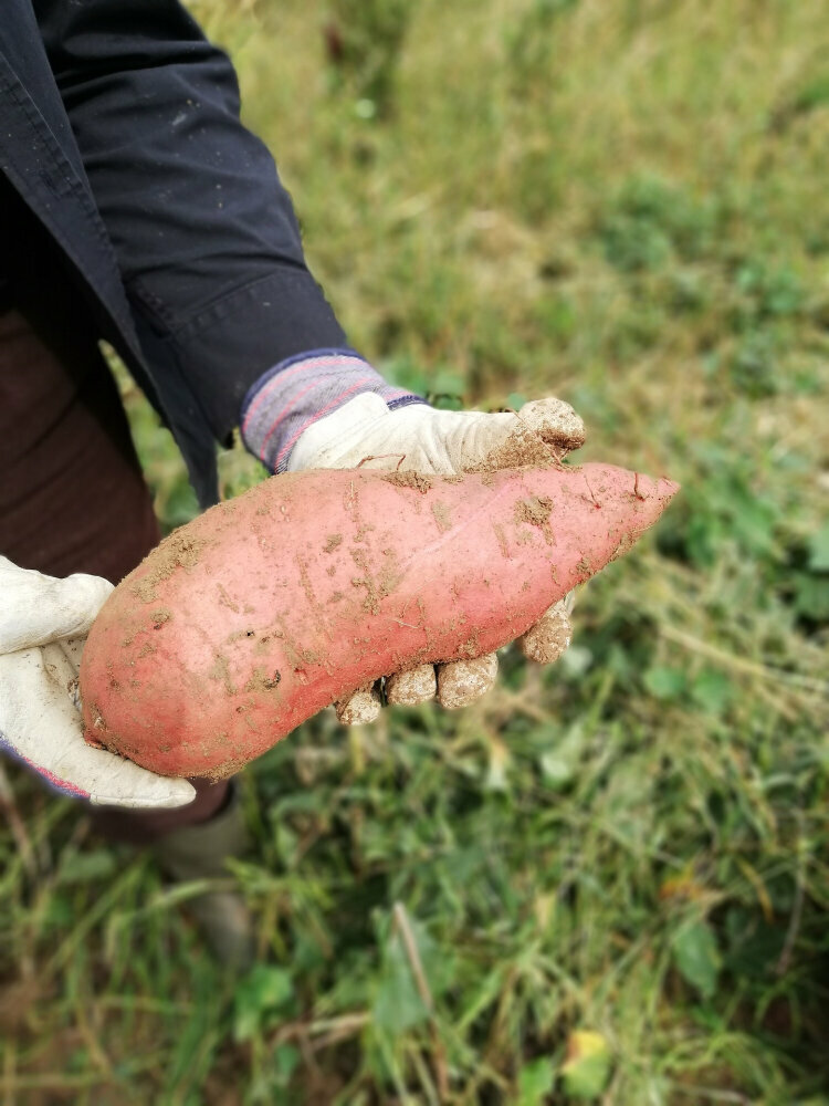 February Food Festival: Sweet Potatoes