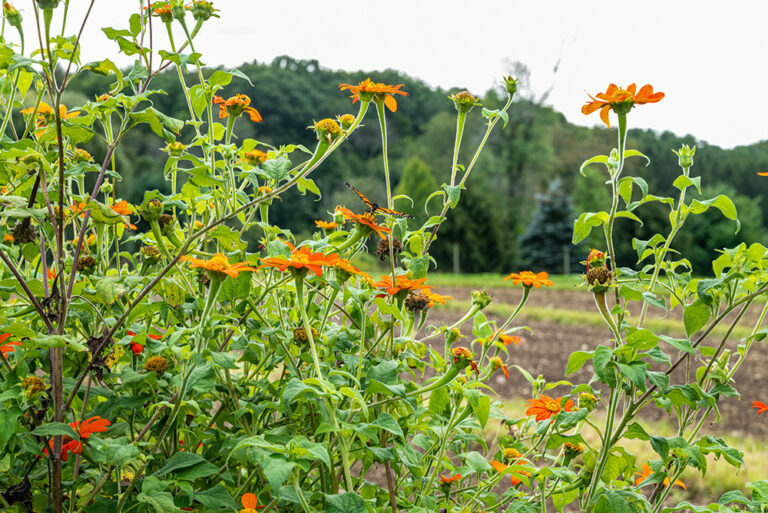 A New Lens on Katchkie Farm – a Photo Journal by Patricia Cook