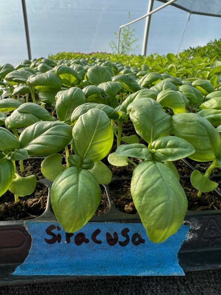 Basil Salt: A Simple, Stunning Finishing Touch