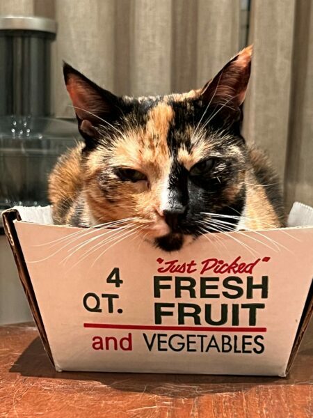 GP_Pets_Liz-Neumark_Kimchi-veg-box