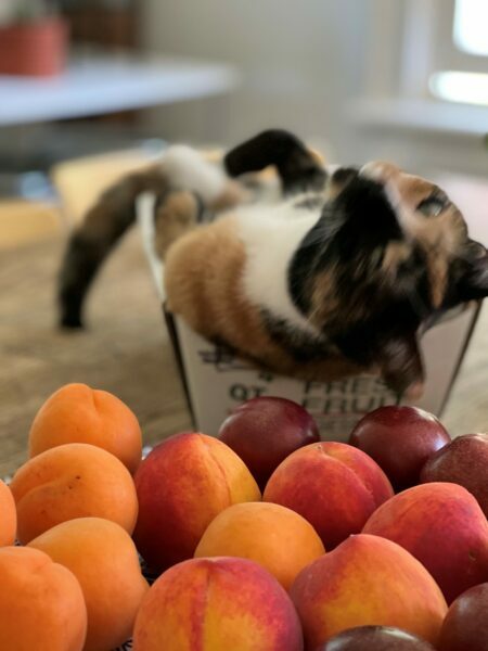 GP_Pets_Liz-Neumark_Kimchi-with-fruit