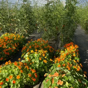 Great-Performances_Katchkie-Farm_0622_Flowers-Nasturtium-5