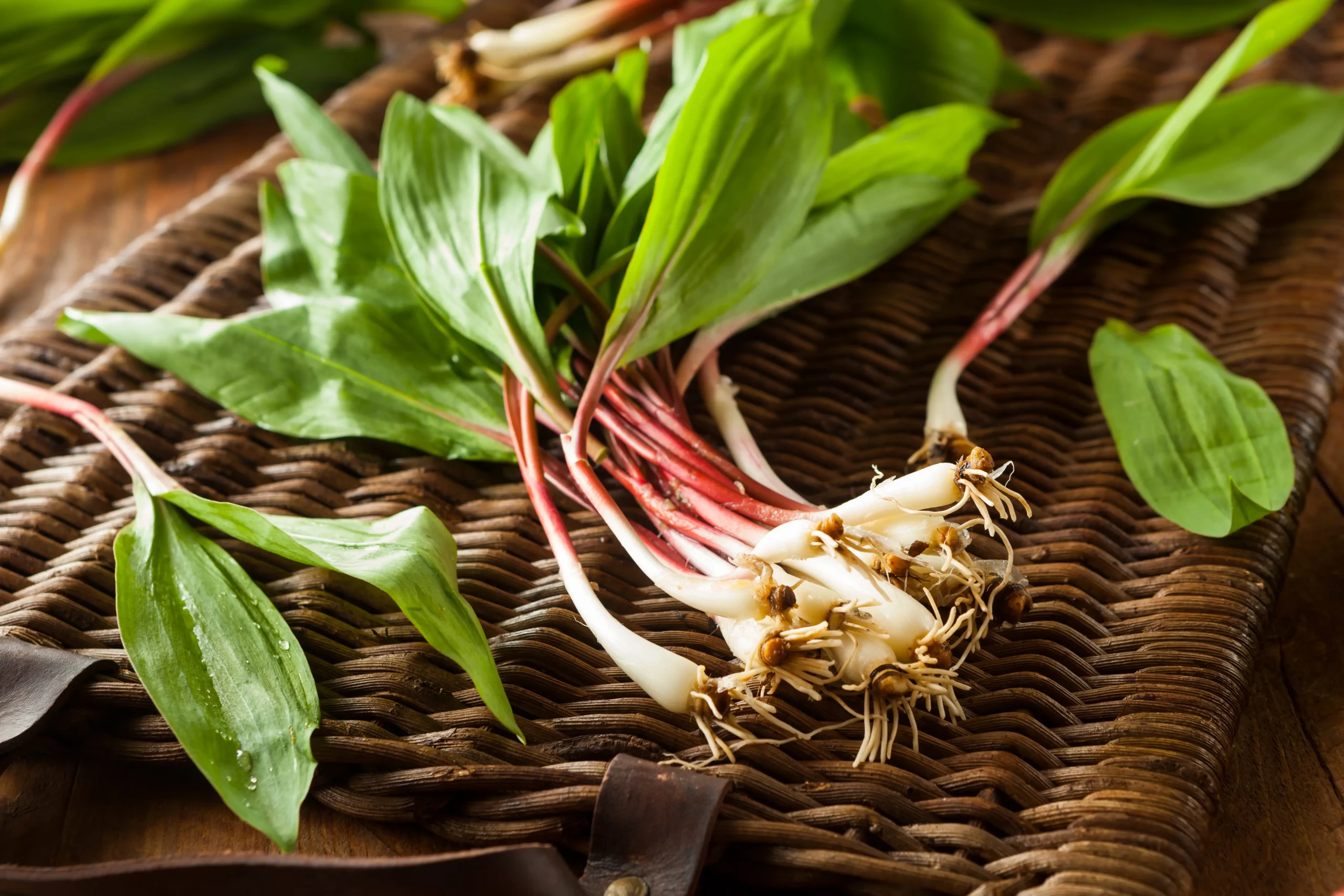 Ramp Hot Sauce: Spring's Boldest Flavor, Bottled