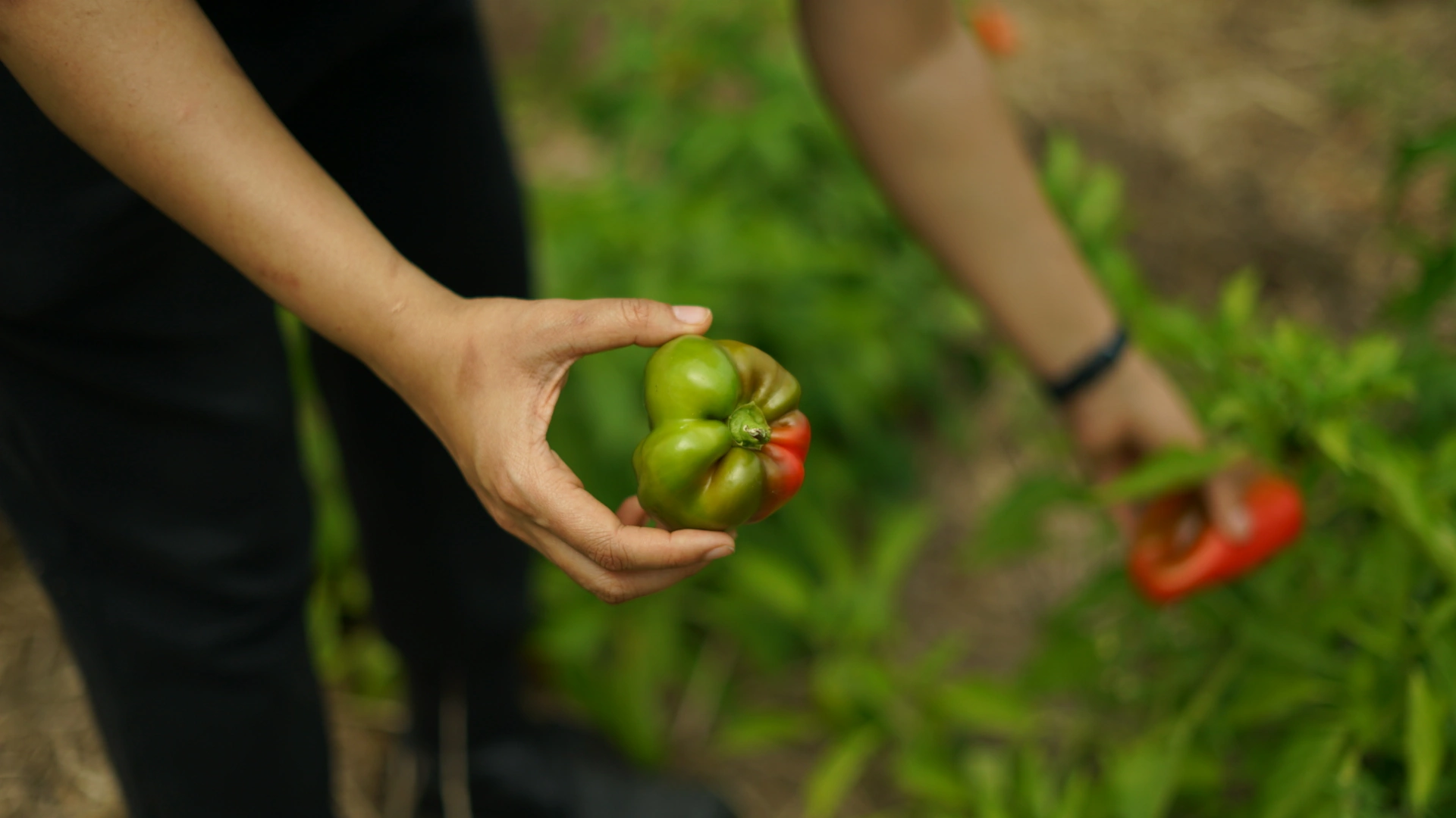 Fresh from the Farm: Cooking with Katchkie Cookbook