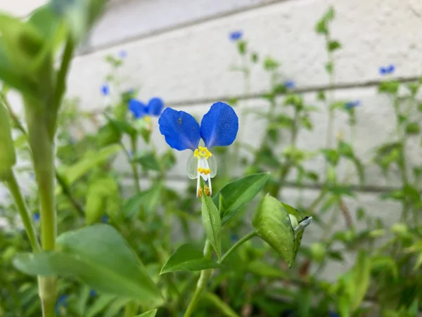 Asiatic dayflowers - an edible weed that might grow in your garden - is a great addition to a salad!