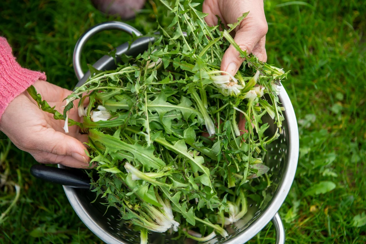 Cooking with edible weeds – dandelion greens salad