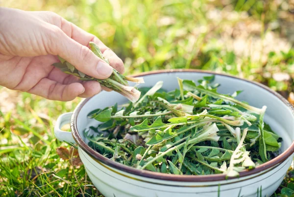 Young dandelion greens in a colander on the grass