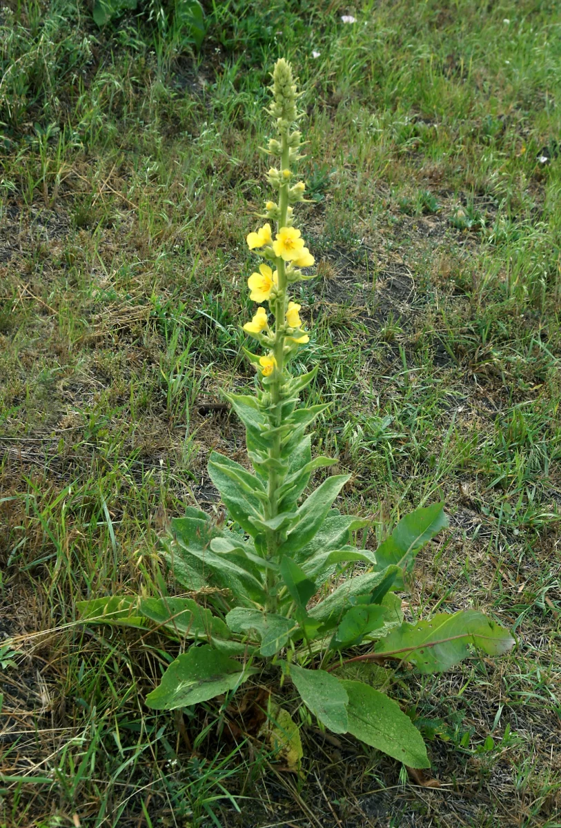 Foraging edible weeds like mullein and plantain