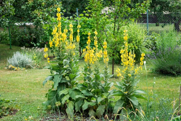 Wild growing mullein; the leafy greens are delightful in our recipe for plantain fritters