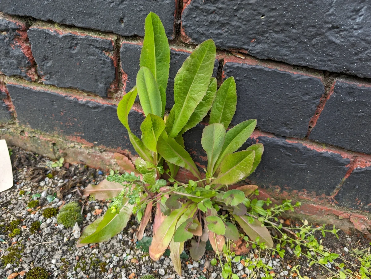 Wild lettuce growing on the side of a building