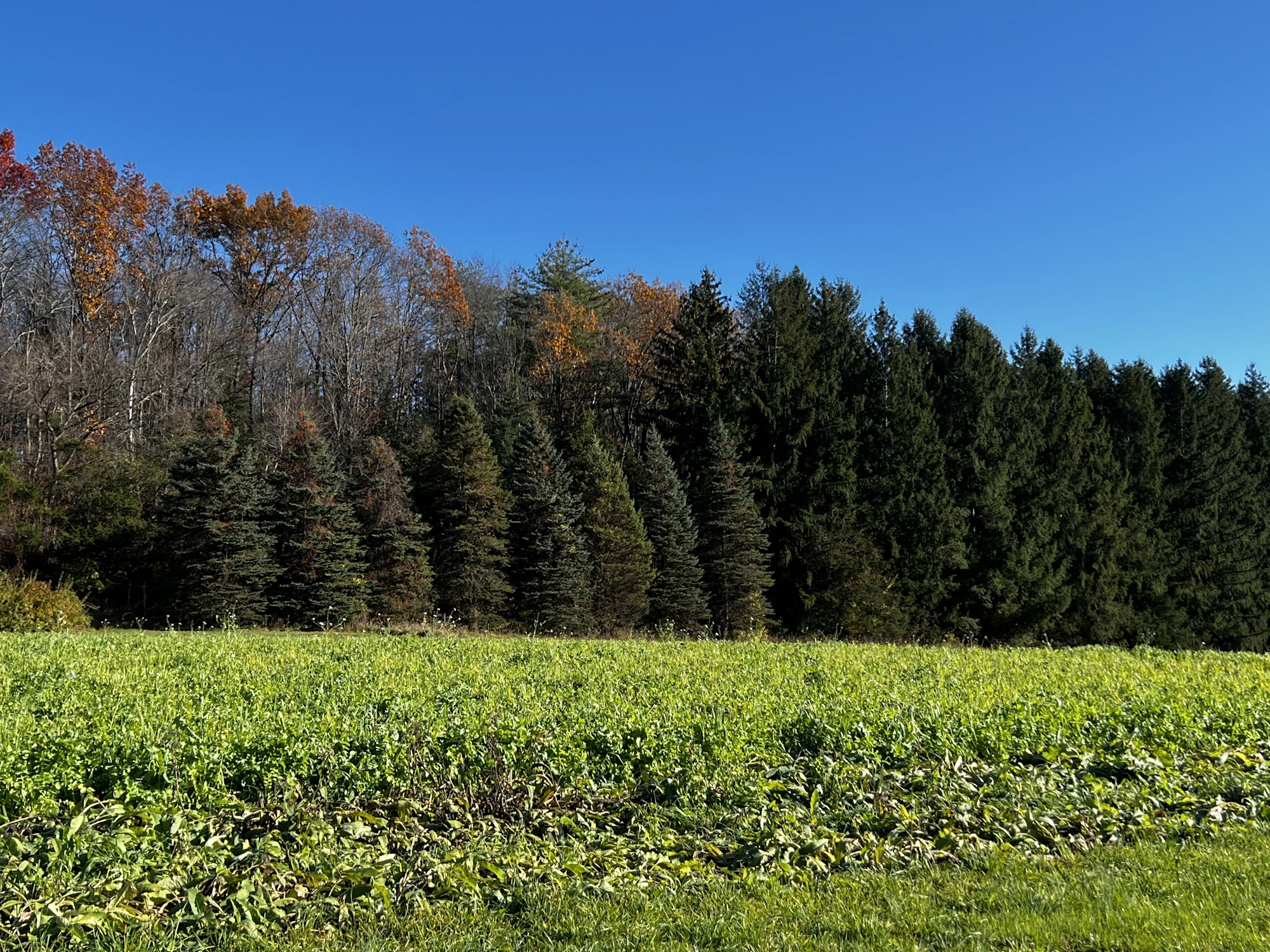 Farm-to-Table Thanksgiving Recipes from Katchkie Farm