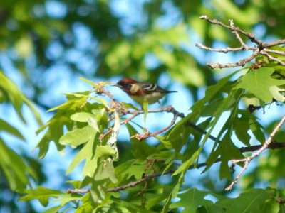 Crotona-Park_Birding