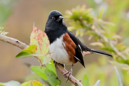 Pelham-Bay-Park_Birding